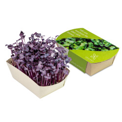 Mini potager en papier bambou