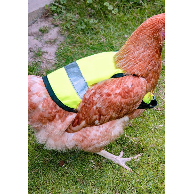 Gilet pour poules Gilet pour poules