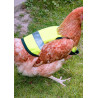 Gilet pour poules